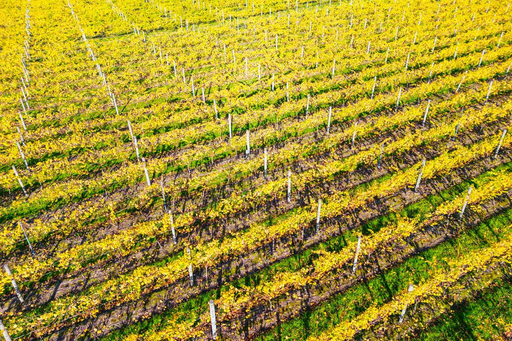 Aerial view of yellow autumn vine rows in the Yarra Valley near Yarra Glen