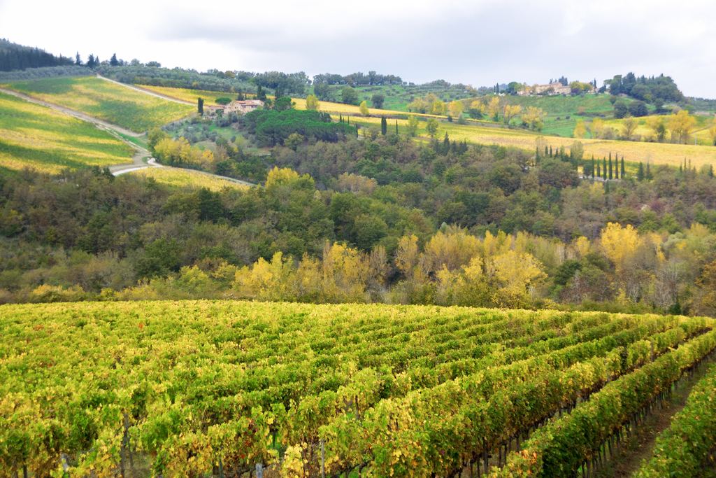 Yellow-green autumn vineyard rows on a Tuscan hillside with farmhouses on the ridge