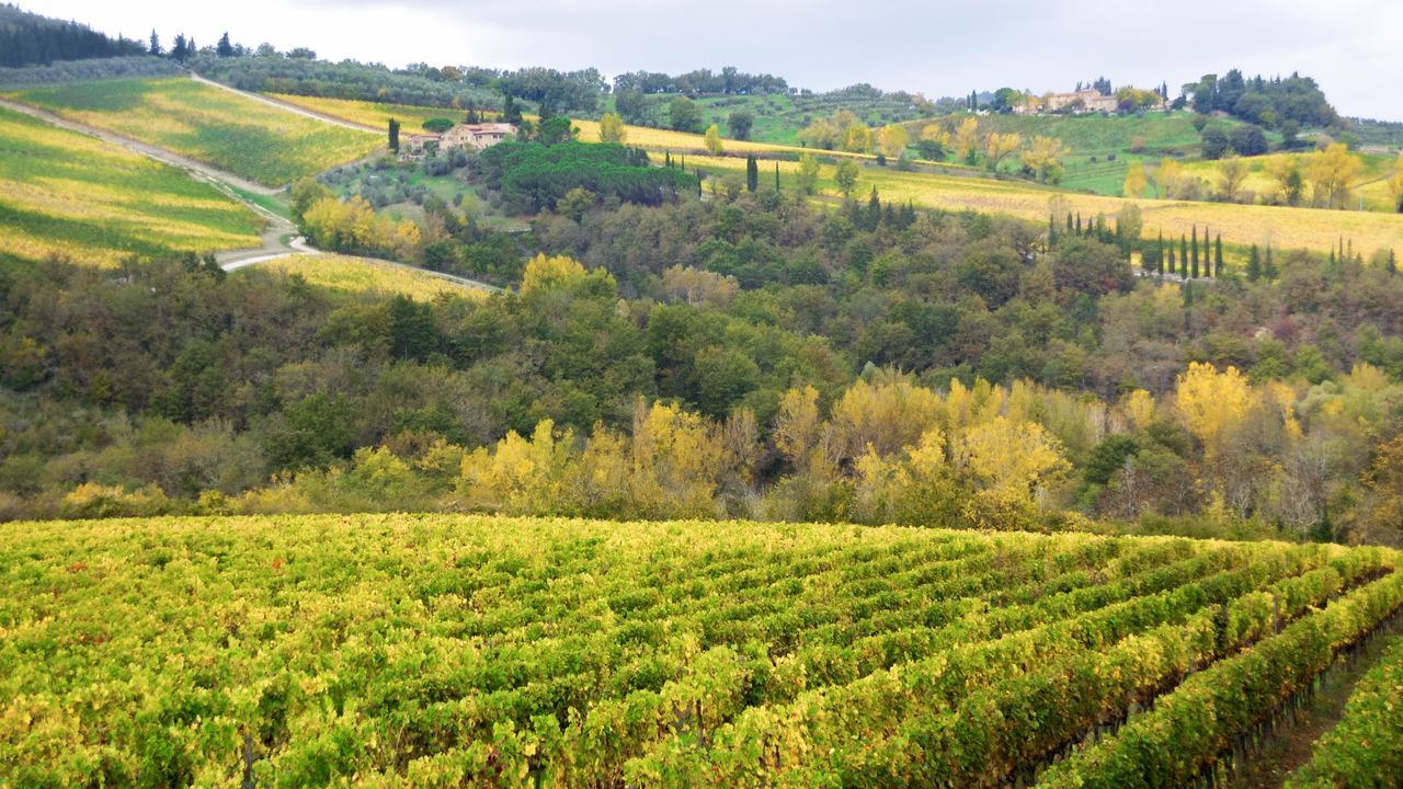 Yellow autumn vineyard rows on a Chianti hillside with farmhouses on the ridge
