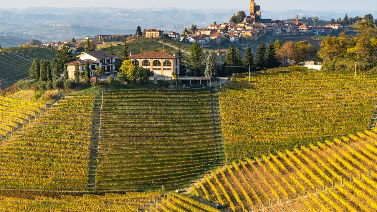 Autumn vineyards on the hills around Serralunga d'Alba in the Langhe, Piedmont