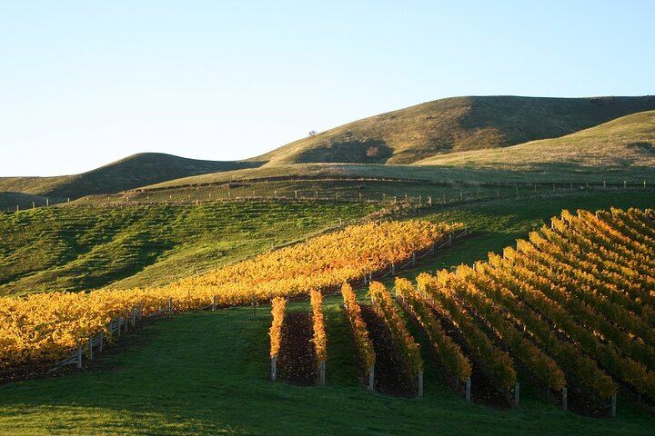Full-Day Small-Group Marlborough Wine Tour from Blenheim with Winery Lunch (8/9)
