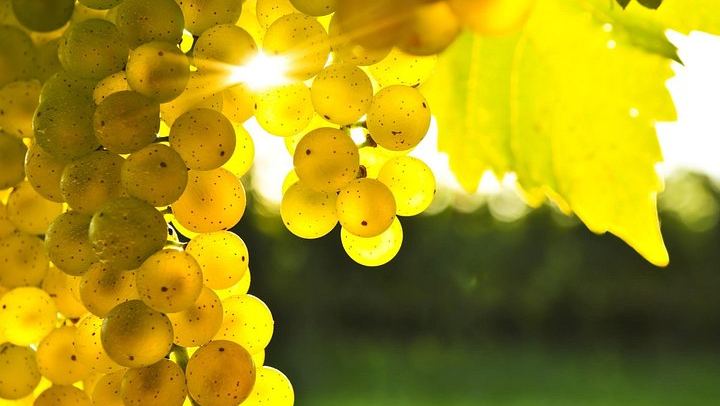 Jade Tours Day of Wine in Marlborough: Small Group, Led by a Winery Founder (1/12)