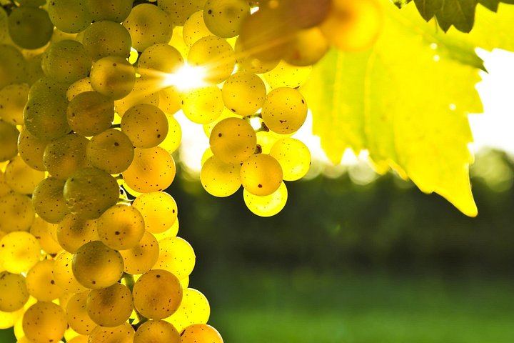 Jade Tours Day of Wine in Marlborough: Small Group, Led by a Winery Founder (1/12)