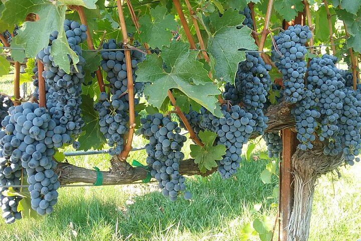 Private Napa or Sonoma Wine Tour in a New Luxury Van for Groups of Up to 8 (6/12)