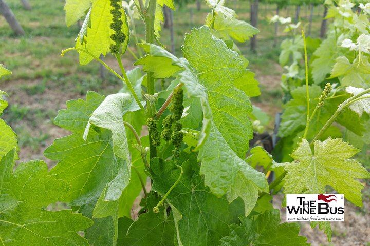 Private Full-Day Irpinia Wine Tour from Sorrento with a Sommelier and Two Wineries (9/12)