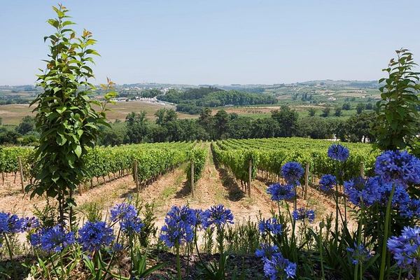 Setúbal Wine Tour 40 Minutes from Lisbon: Two Cellars and Moscatel Roxo Tasting