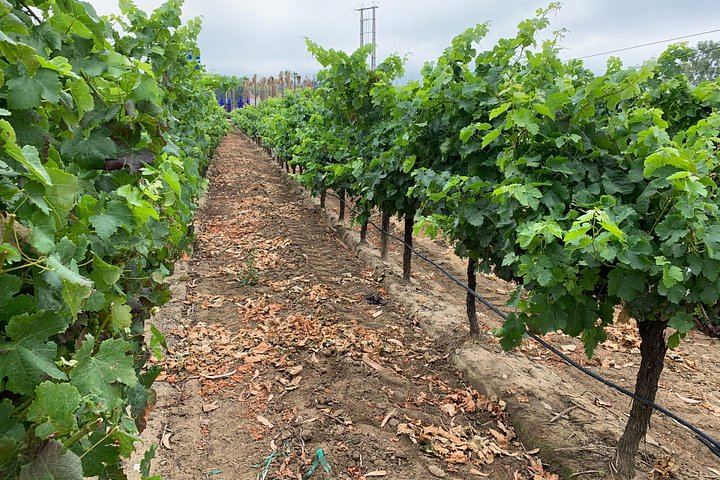 Setúbal Wine Tour 40 Minutes from Lisbon: Two Cellars and Moscatel Roxo Tasting (9/12)