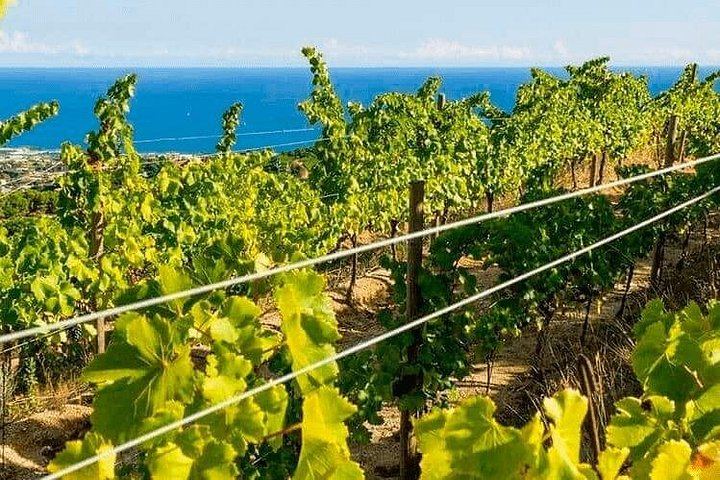 Private Barcelona Coast E-Bike Ride to an Alella Winery, with Wines and Lunch (7/12)