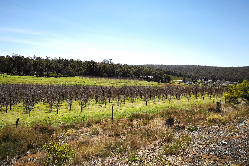 Bare vine rows on a hillside in Western Australia in winter, with forest behind