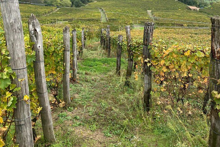Private Barolo and Barbaresco Day with a Sommelier: Two Family Wineries, Wine Bar Lunch (2/5)