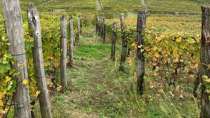 Private Barolo and Barbaresco Day with a Sommelier: Two Family Wineries, Wine Bar Lunch (2/5)