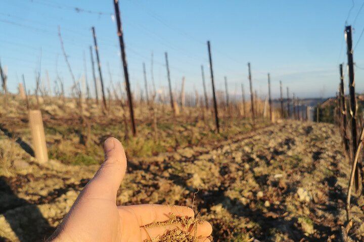 Organic Family Winery Tasting and Vineyard Tour from Alba, Led by the Grower and Winemaker (7/10)