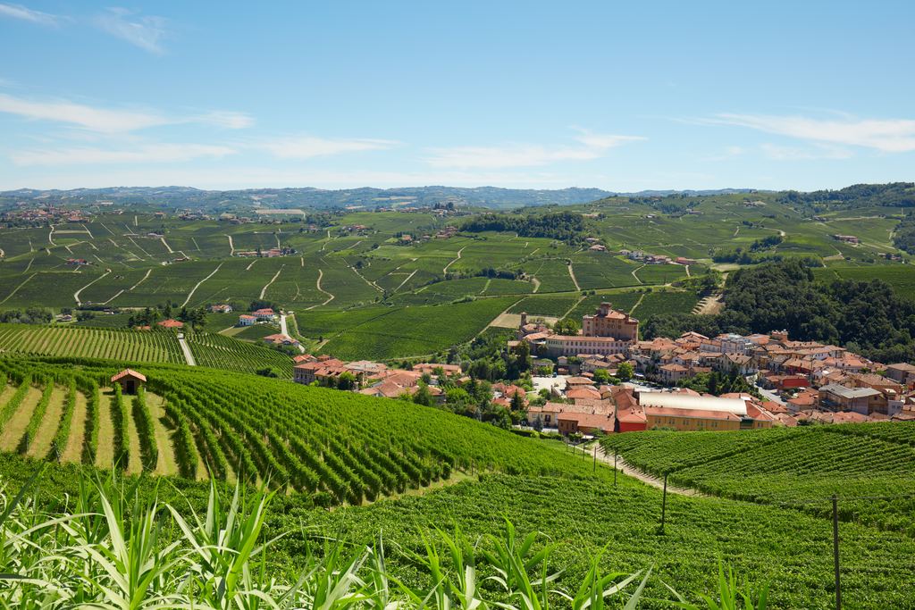 Green vineyard rows on sunlit hills around the village of Barolo in Piedmont