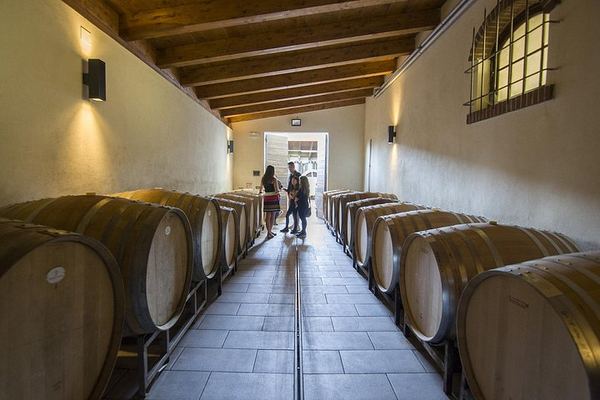 Barolo Wine Route Drive from Alba with Boutique Cellar Visit and 4-5 Wine Tasting