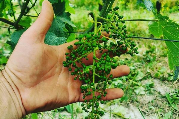 Barolo and Barbaresco Day from Turin with a Langhe-Born Winemaker, Two Family Wineries