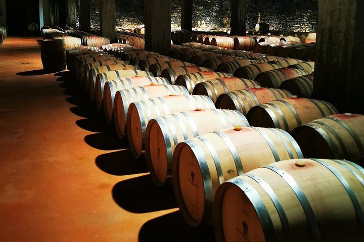 Barolo and Barbaresco Wine Tour with a Langhe Winemaker, Vineyards and Cellar Tastings (2/8)