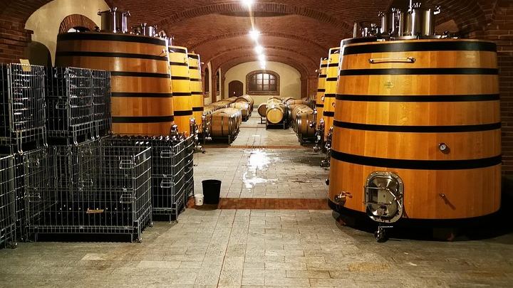 Barolo and Barbaresco Wine Tour with a Langhe Winemaker, Vineyards and Cellar Tastings (4/8)