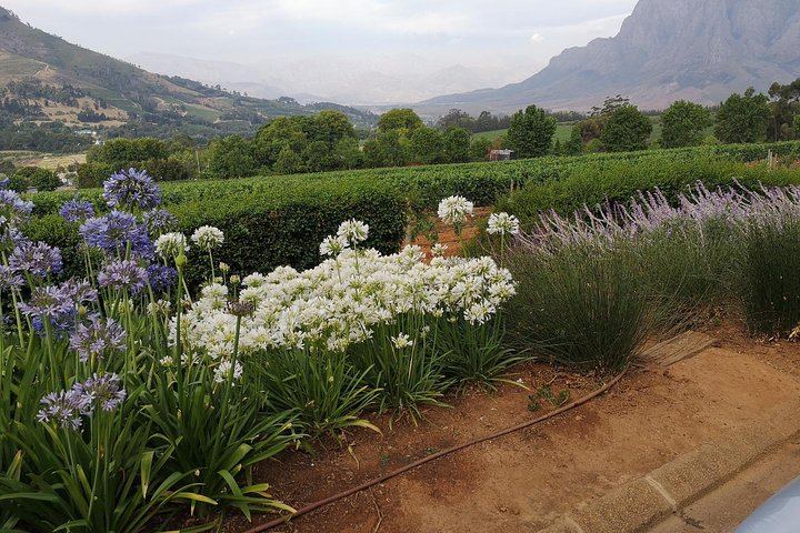 Private 5-Hour Cape Winelands Tour from Cape Town: Stellenbosch Drive and Vineyards (8/12)