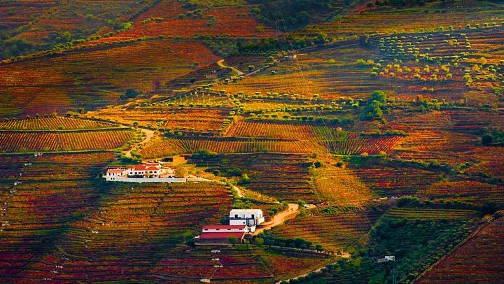 Douro Valley Wine Day from Porto with Sommeliers: Two Family Wineries, Lunch, Boat (3/12)