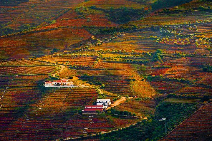 Douro Valley Wine Day from Porto with Sommeliers: Two Family Wineries, Lunch, Boat (3/12)