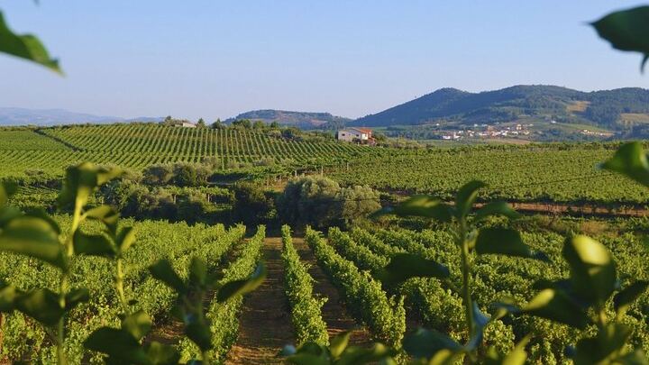 Douro Three-Winery Small-Group Tour from Porto: Régua, Lunch and Sabrosa Tasting (3/12)