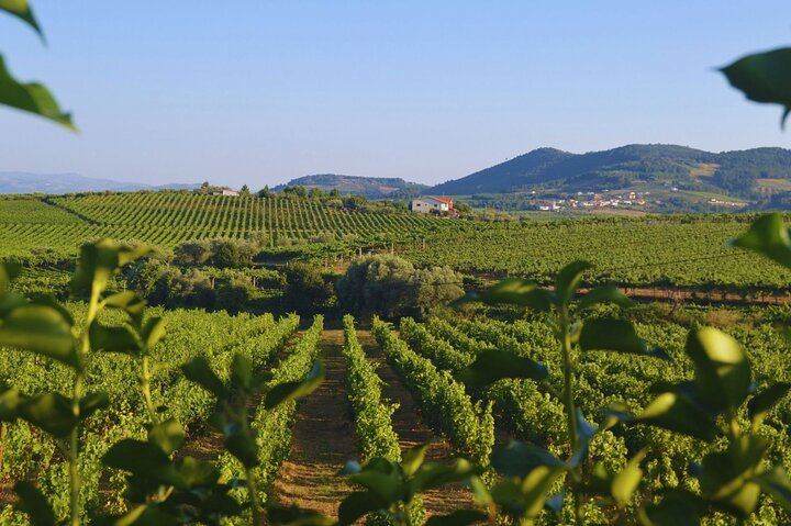 Douro Three-Winery Small-Group Tour from Porto: Régua, Lunch and Sabrosa Tasting (3/12)