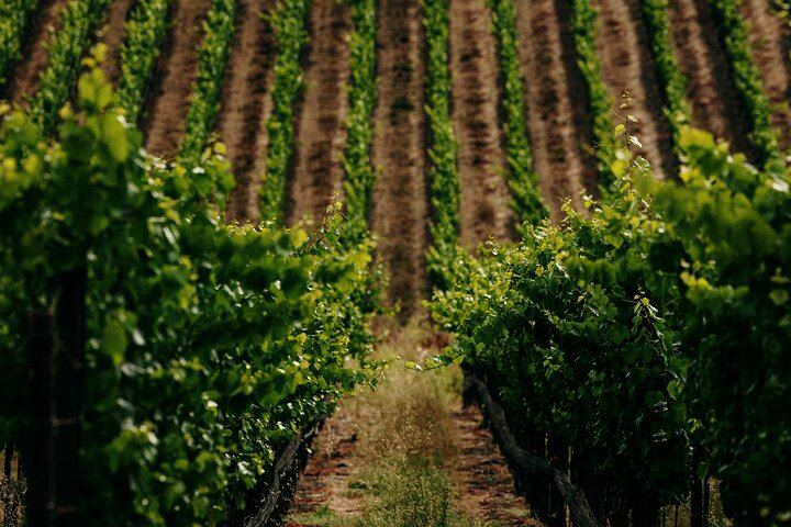 Half-Day Electric Bike Wine Tour in Sonoma County: Two Wineries and Lunch (5/5)