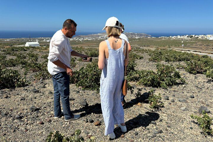 Santorini Daytime Wine Tour: 3 Wineries, Cellar Visits and 12 Tastings, 5 Hours (12/12)