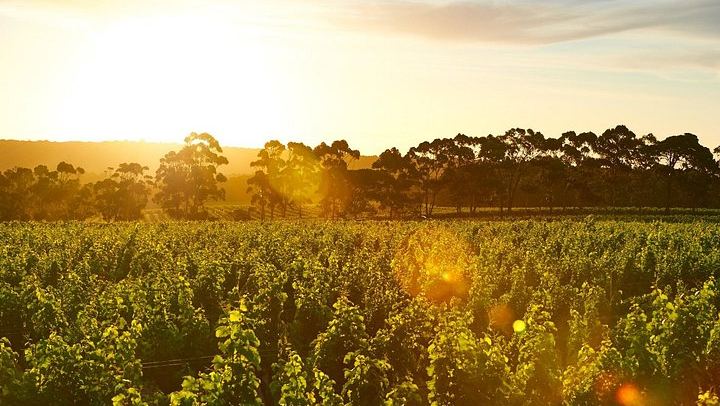 Cape Mentelle Behind the Scenes Tour with Six-Wine Food Pairing, 120 Minutes, Adults Only (3/10)