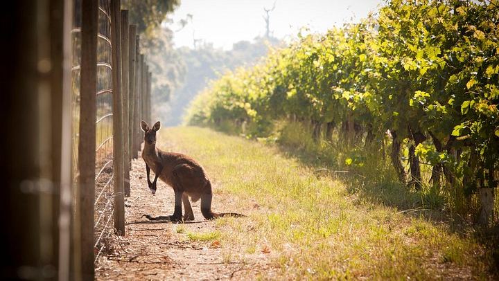 Cape Mentelle Behind the Scenes Tour with Six-Wine Food Pairing, 120 Minutes, Adults Only (4/10)
