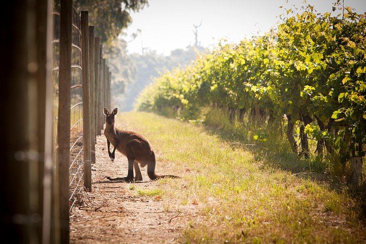Cape Mentelle Behind the Scenes Tour with Six-Wine Food Pairing, 120 Minutes, Adults Only (4/10)