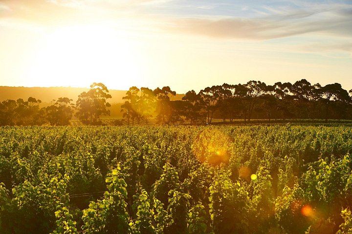 Cape Mentelle Behind the Scenes Tour with Six-Wine Food Pairing, 120 Minutes, Adults Only (3/10)