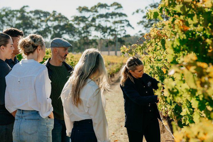 Cape Mentelle Behind the Scenes Tour with Six-Wine Food Pairing, 120 Minutes, Adults Only (5/10)
