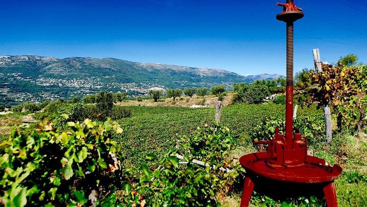 Half-Day Bellet Wine Tour from Nice: Two Wineries, Eight Wines, Small Minivan Group (3/8)
