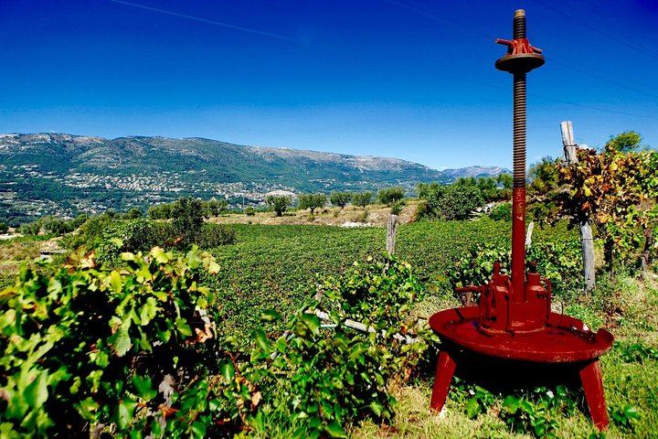 Half-Day Bellet Wine Tour from Nice: Two Wineries, Eight Wines, Small Minivan Group (3/8)