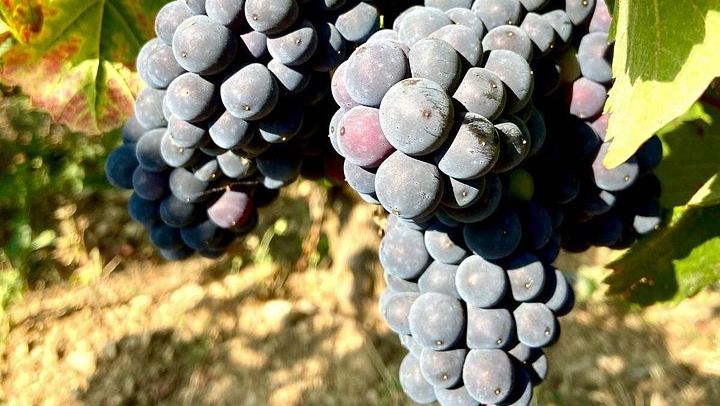 Private Burgundy Wine Tour with Bilingual Host, Tailored to Your Wine Profile (1/12)