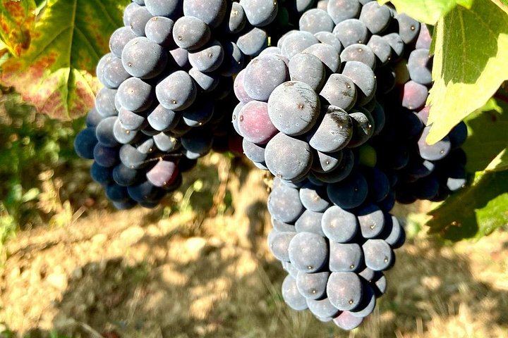 Private Burgundy Wine Tour with Bilingual Host, Tailored to Your Wine Profile (1/12)