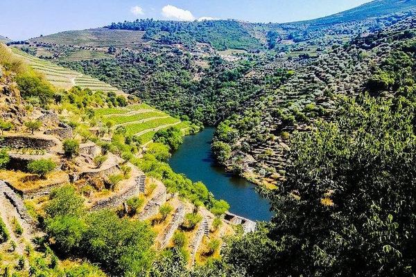 Private Full-Day Douro Valley Tour, Two Small Wineries, Old Ports and Family Lunch