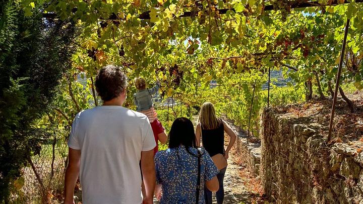 Douro Day with Two Local Brothers: Manor House Lunch, Olive Oil Mill and Port Boat Cruise (2/12)