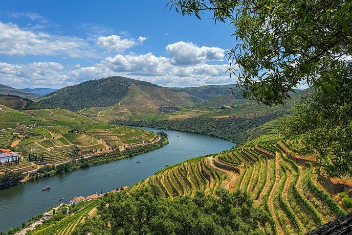 Douro Day with Two Local Brothers: Manor House Lunch, Olive Oil Mill and Port Boat Cruise (7/12)