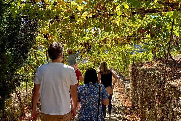 Douro Day with Two Local Brothers: Manor House Lunch, Olive Oil Mill and Port Boat Cruise (2/12)