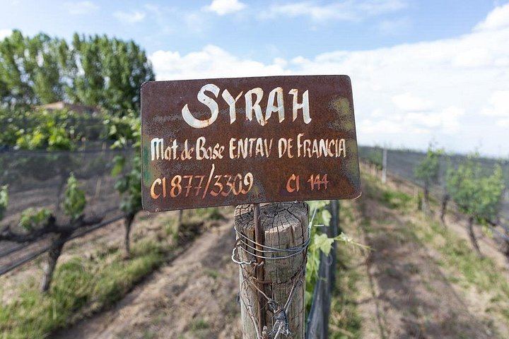 Private Uco Valley Wine Tour from Mendoza: La Azul Tasting and Bousquet Organic Lunch (9/12)