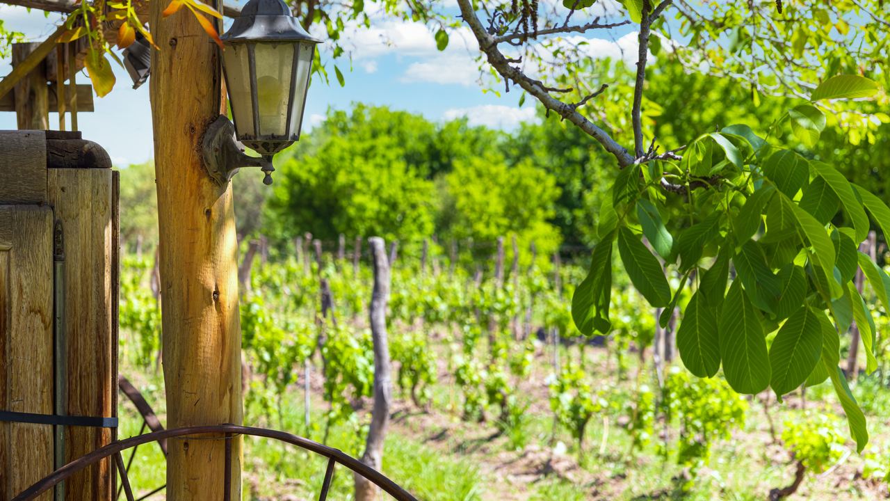 A wooden post with a lantern beside a Mendoza vineyard in leaf