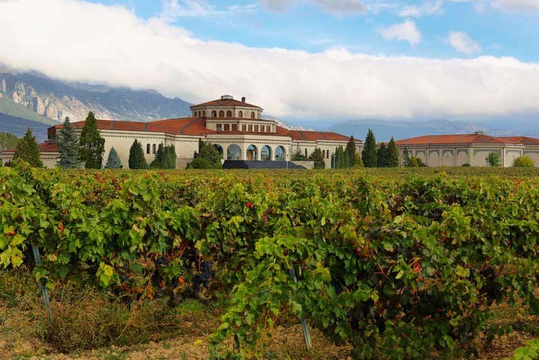 Bodegas Campillo Tour in Rioja Alavesa: Vineyards, Cellars and Three Wines (2/7)