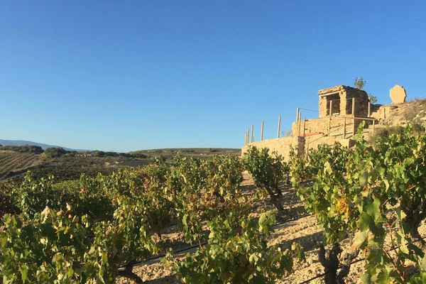 Bodegas Loli Casado Noon Winery Tour with Four Wines and Olive Oil