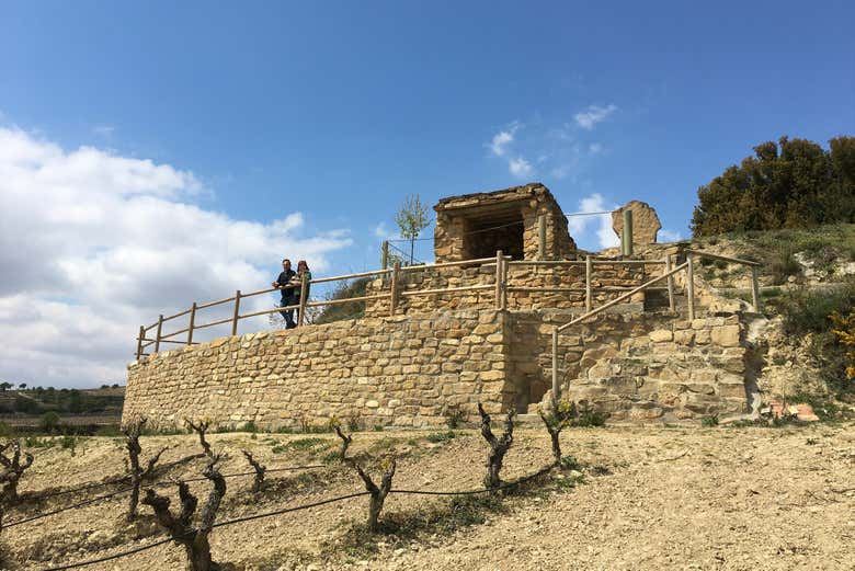 Bodegas Loli Casado Noon Winery Tour with Four Wines and Olive Oil (3/9)