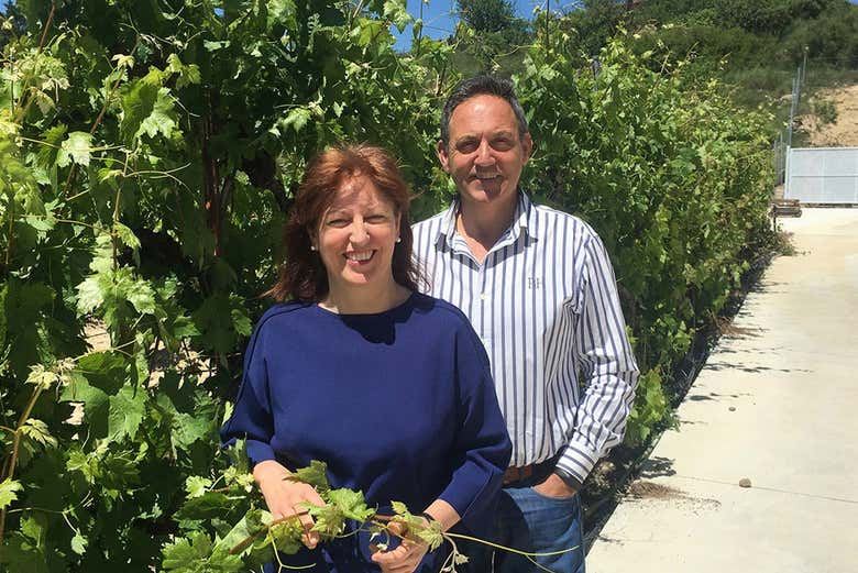 Bodegas Loli Casado Noon Winery Tour with Four Wines and Olive Oil (7/9)