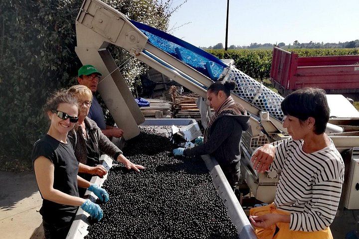 Private Bordeaux Wine Day Trip from San Sebastian: Saint-Émilion, Masterclass and Lunch (6/12)