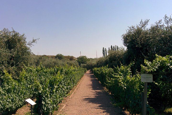 Luján de Cuyo Wine Day with Clos de Chacras, Carmine Granata and Paired Lunch (6/11)