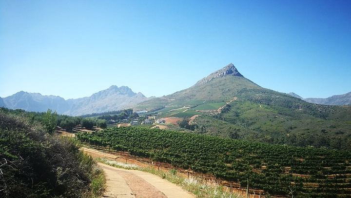 Stellenbosch Guided Vineyard Walk from Zorgvliet to Tokara, Two Tastings and Lunch (4/7)